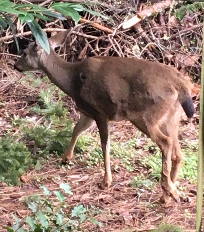 One Southeast Neighbor asks drivers on Fox Hollow to watch out for an injured doe named "Sweetheart."