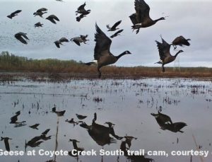 Sign up for an opportunity to participate in a winter wildlife walk Feb. 24 at www.longtom.org/waterfowlwalk.