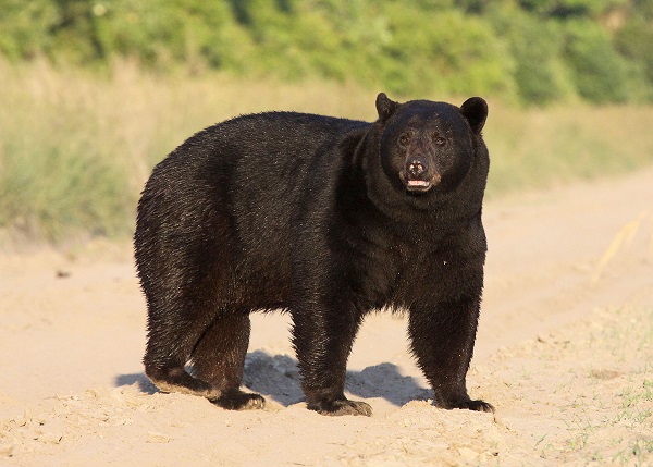 What bears do in June - BearWise